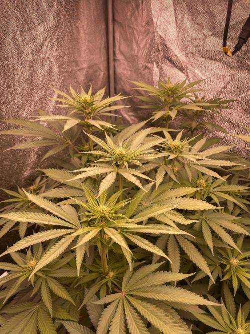 Fruity Durban | Living Soil Test. Week 7