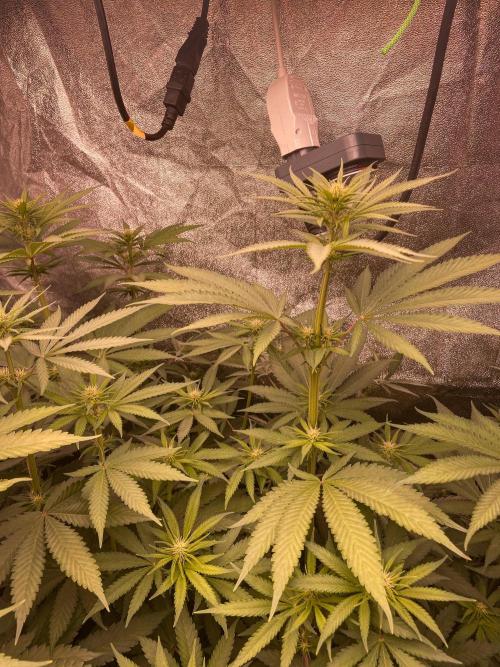 Fruity Durban | Living Soil Test. Week 7