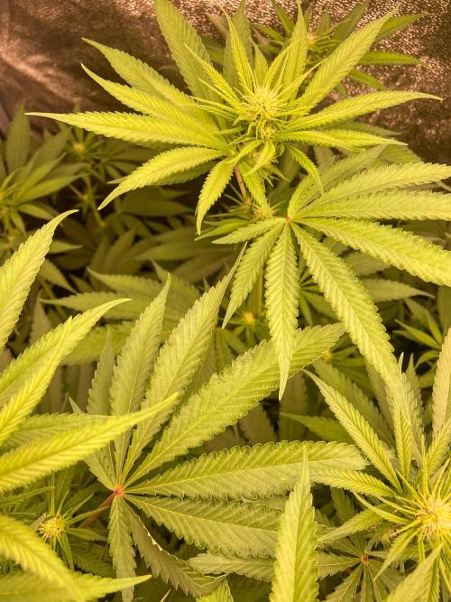 Fruity Durban | Living Soil Test. Week 7