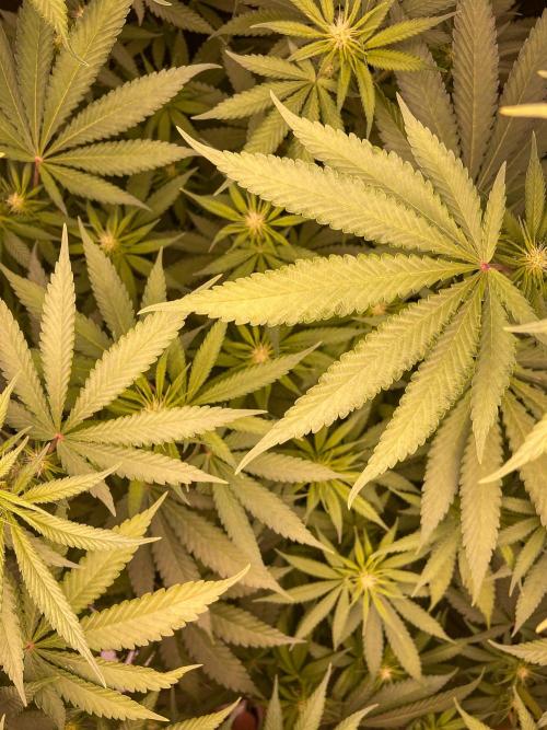 Fruity Durban | Living Soil Test. Week 7