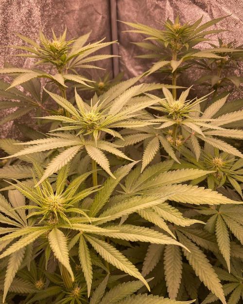 Fruity Durban | Living Soil Test. Week 7
