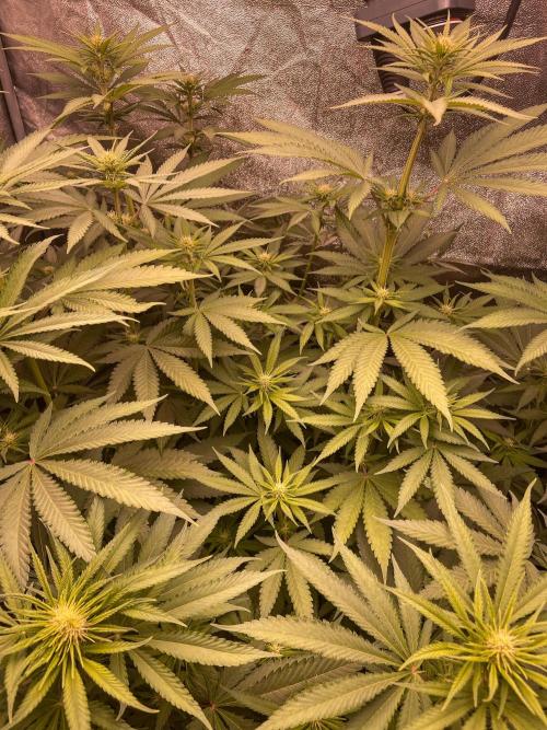 Fruity Durban | Living Soil Test. Week 7