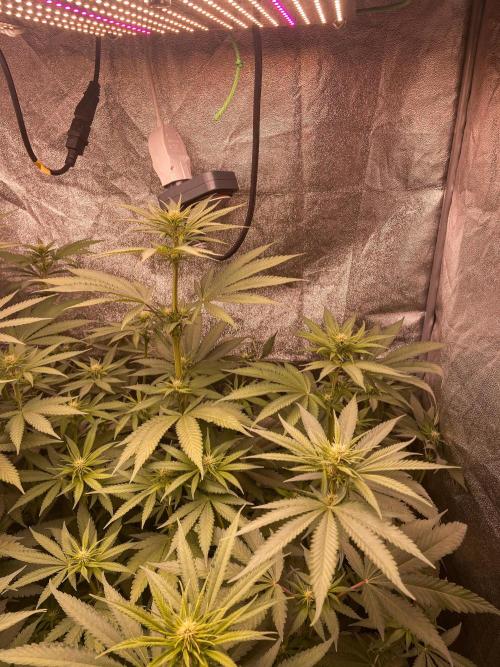 Fruity Durban | Living Soil Test. Week 7