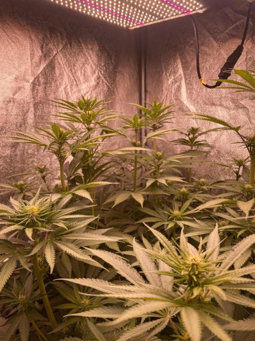 Fruity Durban | Living Soil Test. Week 7