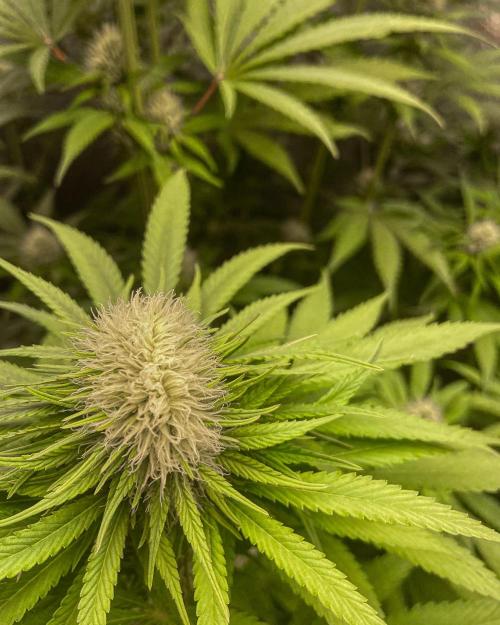 Fruity Durban | Living Soil Test. Week 8