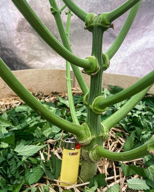 Fruity Durban | Living Soil Test. Week 8