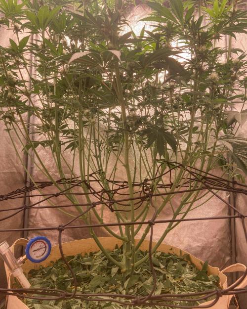 Fruity Durban | Living Soil Test. Week 8