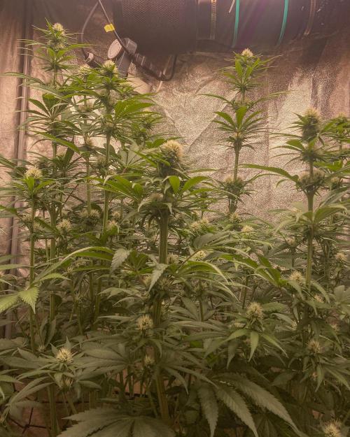 Fruity Durban | Living Soil Test. Week 8