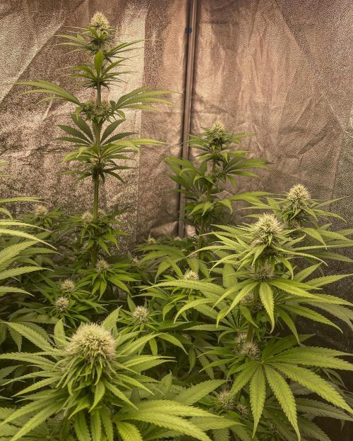 Fruity Durban | Living Soil Test. Week 8
