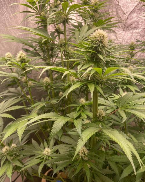 Fruity Durban | Living Soil Test. Week 8