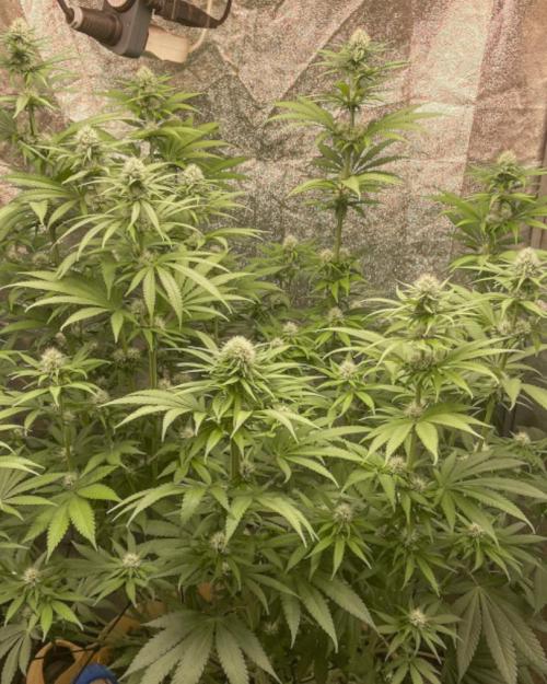 Fruity Durban | Living Soil Test. Week 8