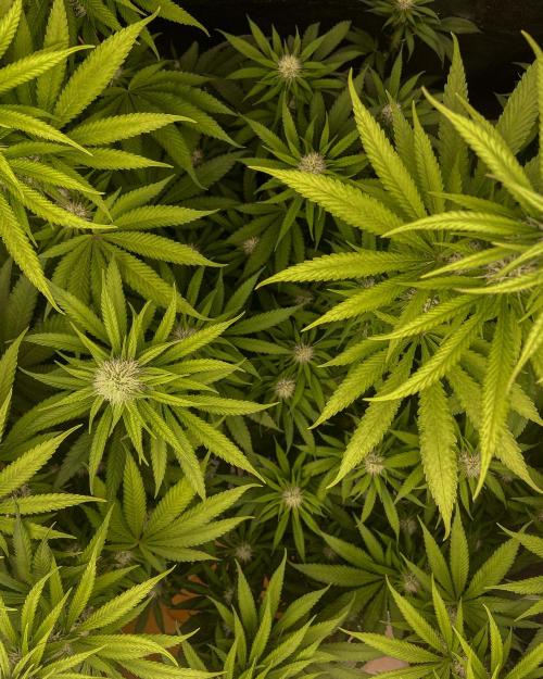 Fruity Durban | Living Soil Test. Week 8