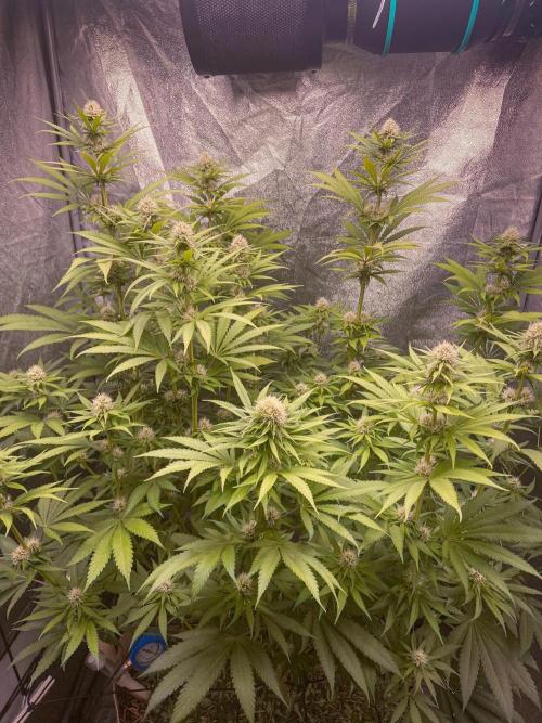 Fruity Durban | Living Soil Test. Week 8