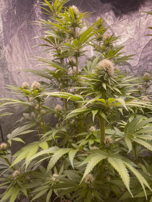 Fruity Durban | Living Soil Test. Week 8