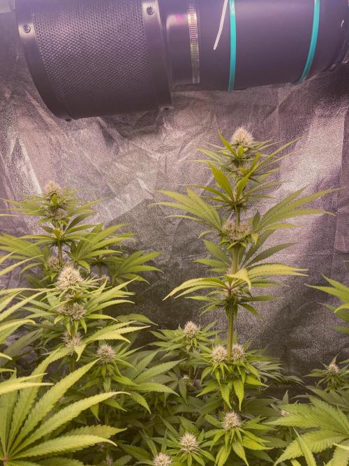 Fruity Durban | Living Soil Test. Week 8