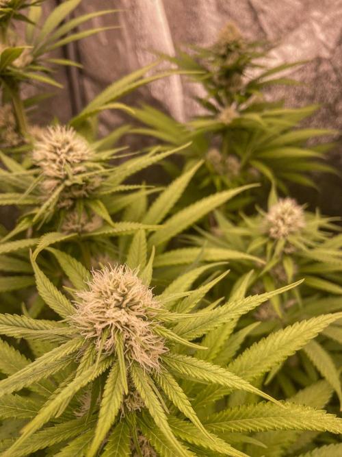 Fruity Durban | Living Soil Test. Week 8