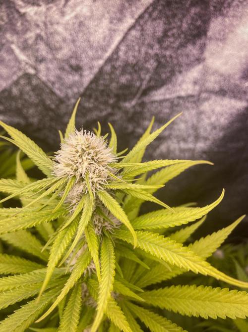 Fruity Durban | Living Soil Test. Week 8