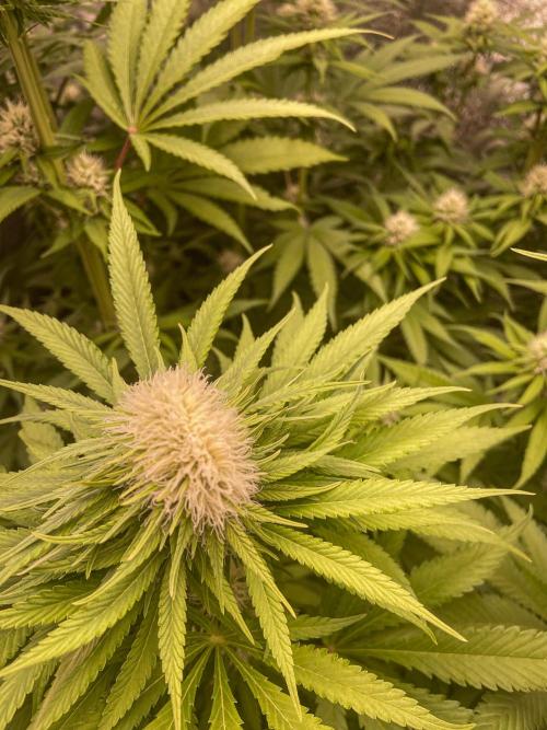 Fruity Durban | Living Soil Test. Week 8