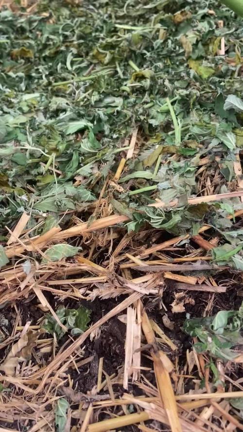 Fruity Durban | Living Soil Test