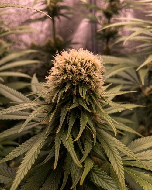 Fruity Durban | Living Soil Test. Week 9