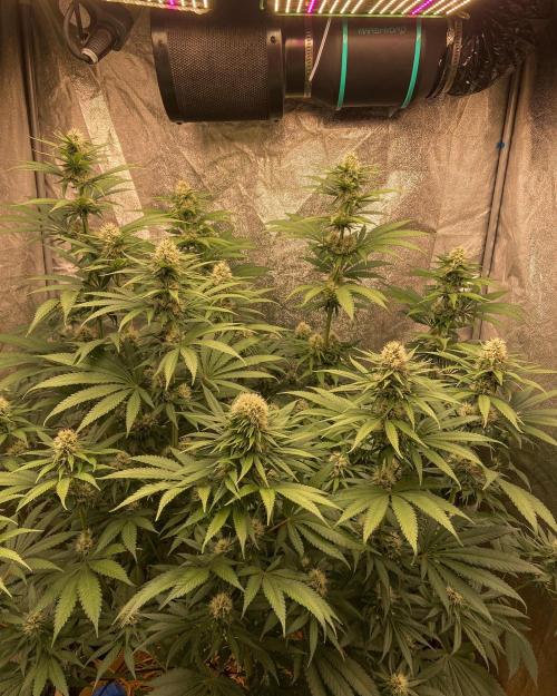 Fruity Durban | Living Soil Test. Week 9