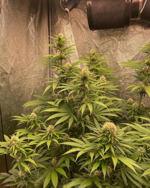 Fruity Durban | Living Soil Test. Week 9