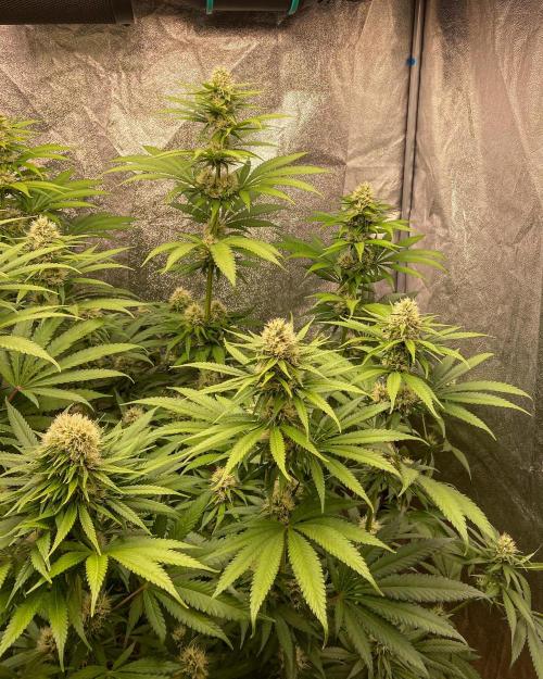 Fruity Durban | Living Soil Test. Week 9