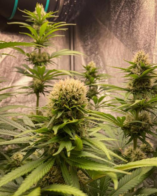 Fruity Durban | Living Soil Test. Week 9