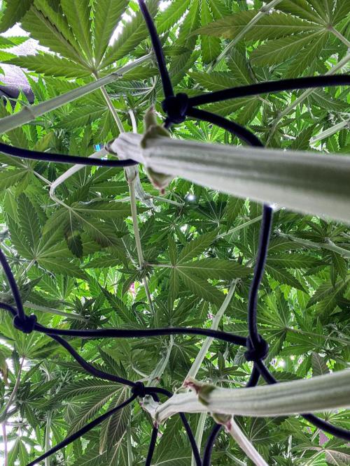 Fruity Durban | Living Soil Test. Week 9