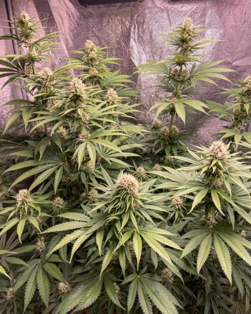 Fruity Durban | Living Soil Test. Week 9