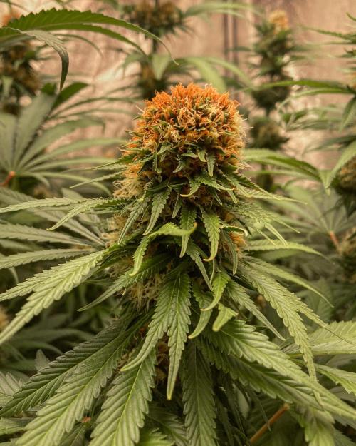 Fruity Durban | Living Soil Test. Week 10