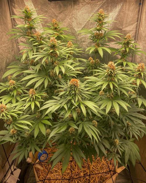 Fruity Durban | Living Soil Test. Week 10