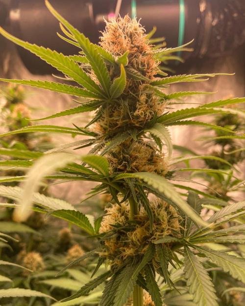 Fruity Durban | Living Soil Test. Week 10