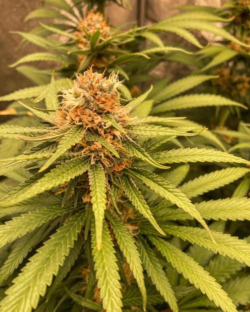 Fruity Durban | Living Soil Test. Week 10
