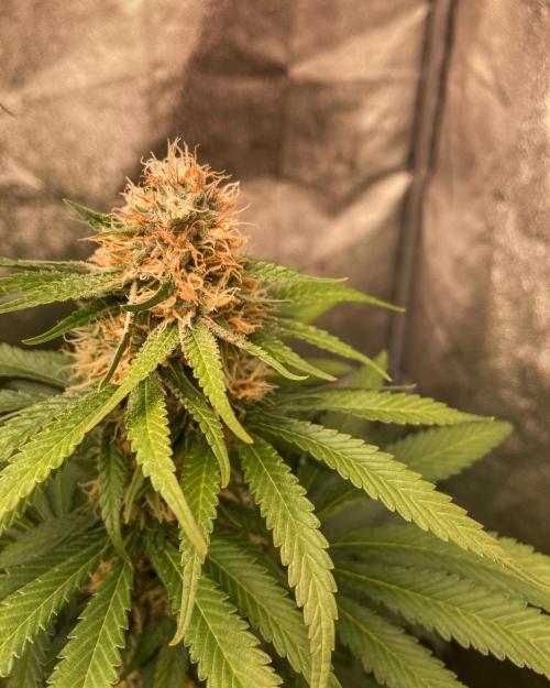 Fruity Durban | Living Soil Test. Week 10