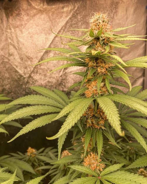 Fruity Durban | Living Soil Test. Week 10