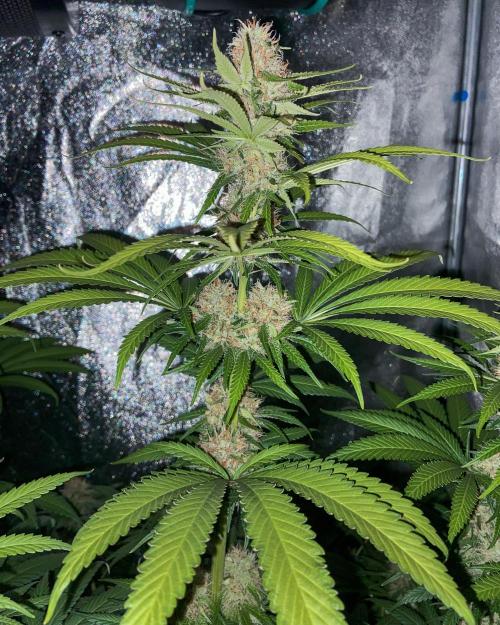 Fruity Durban | Living Soil Test. Week 10