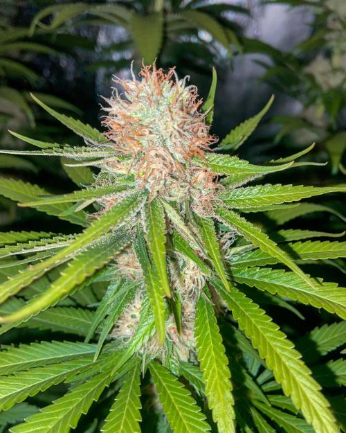 Fruity Durban | Living Soil Test. Week 10