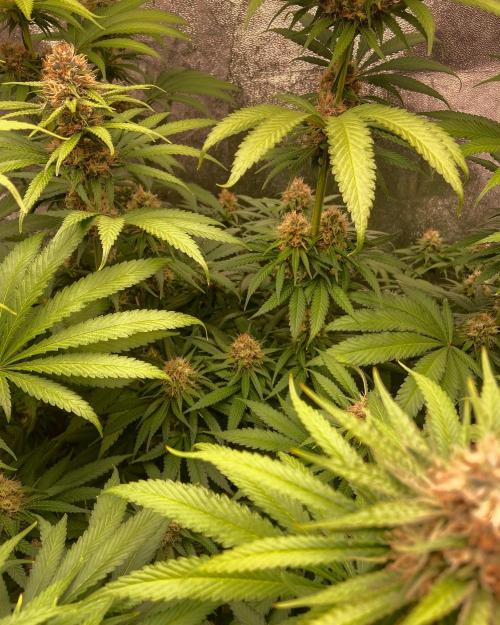 Fruity Durban | Living Soil Test. Week 10
