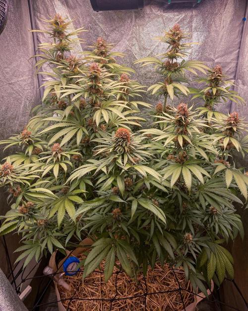 Fruity Durban | Living Soil Test. Week 11