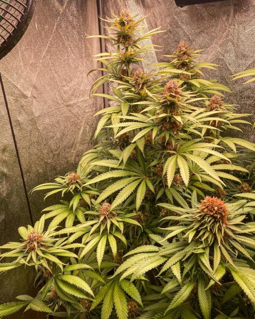 Fruity Durban | Living Soil Test. Week 11