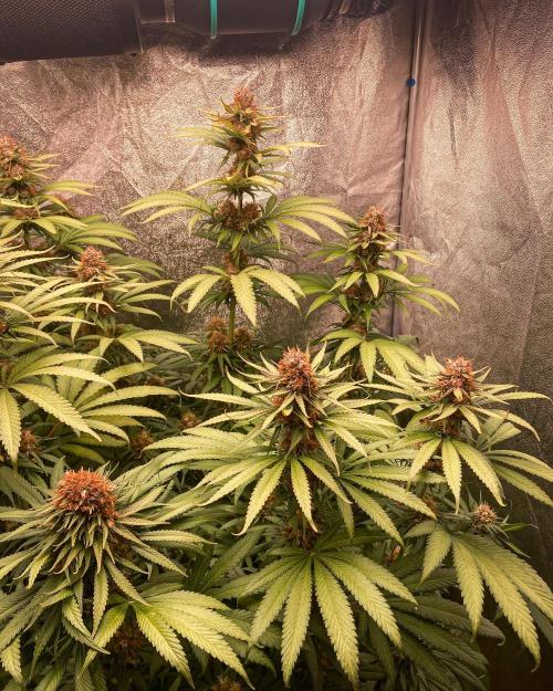 Fruity Durban | Living Soil Test. Week 11