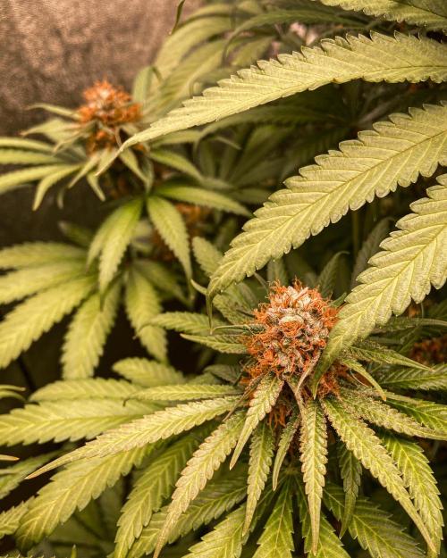 Fruity Durban | Living Soil Test. Week 11