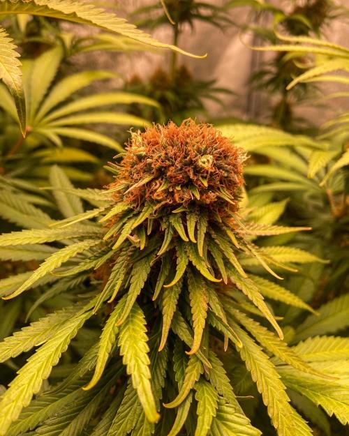 Fruity Durban | Living Soil Test. Week 11