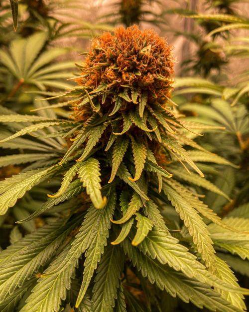 Fruity Durban | Living Soil Test. Week 11
