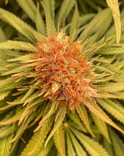 Fruity Durban | Living Soil Test. Week 11