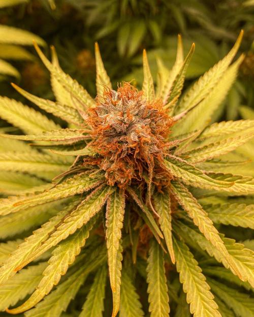 Fruity Durban | Living Soil Test. Week 11