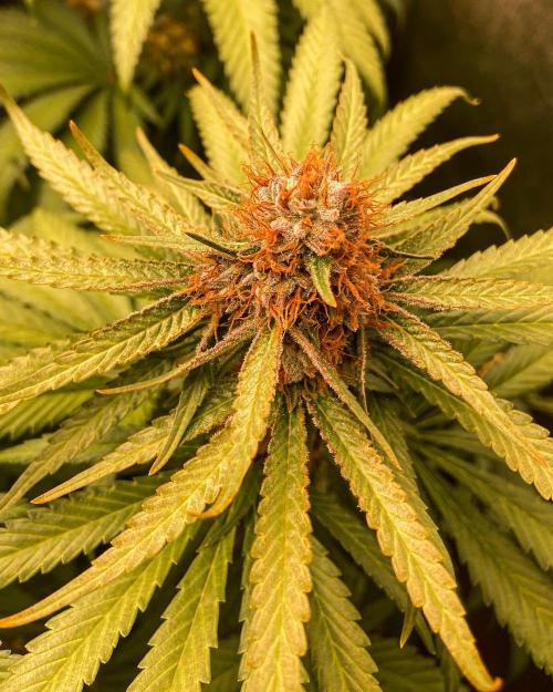Fruity Durban | Living Soil Test. Week 11