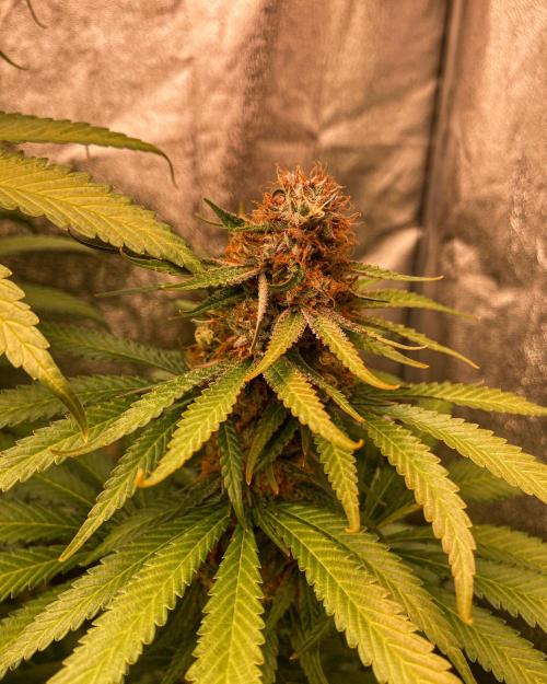 Fruity Durban | Living Soil Test. Week 11