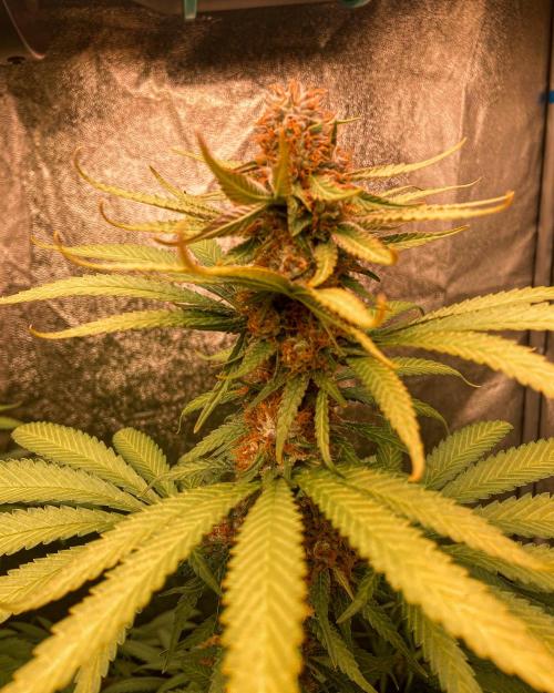 Fruity Durban | Living Soil Test. Week 11